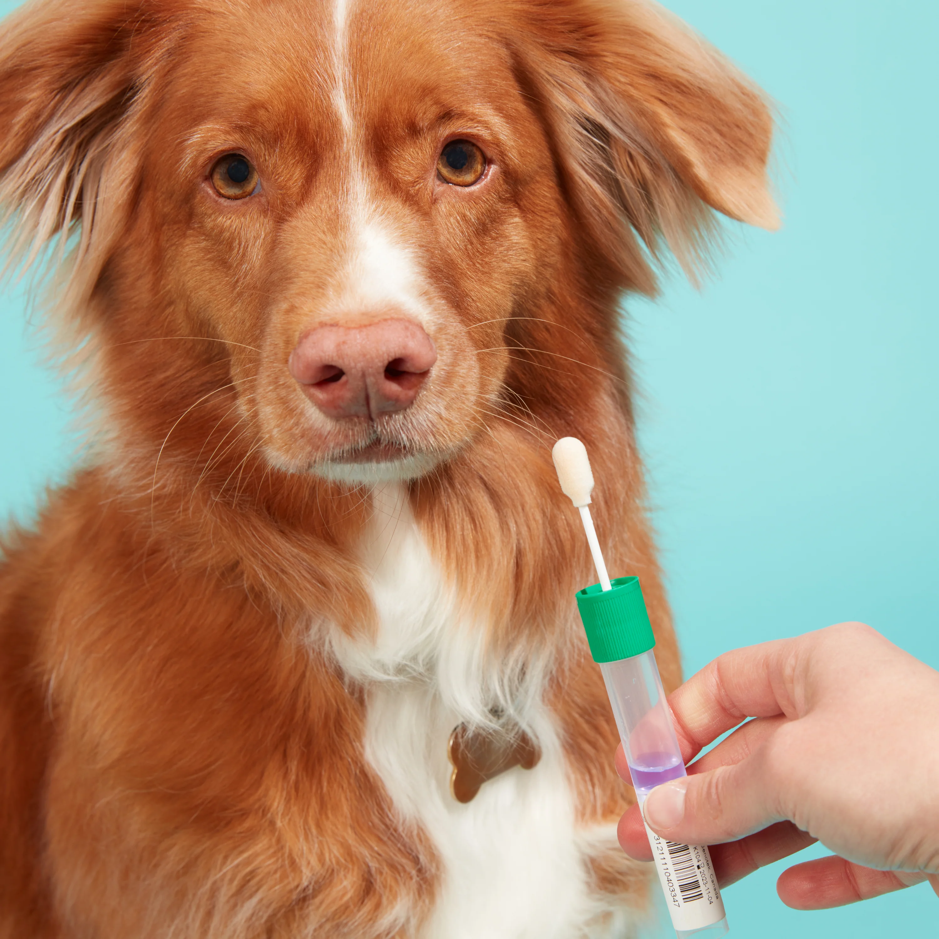 Embark for Breeders Dog DNA Test - Image 3